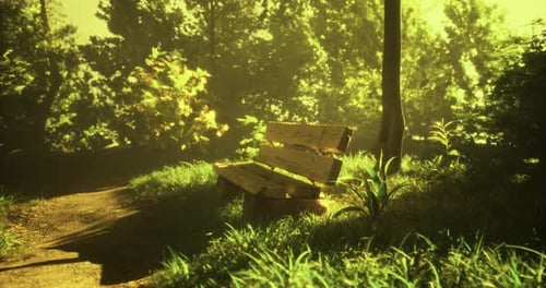 Wooden Bench in a Sunlit Forest Surrounded By Vibrant Greenery