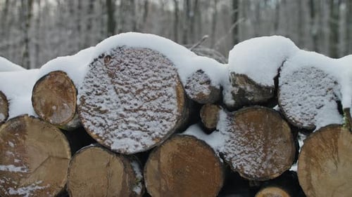 Stacked Snowy Firewood Logs in Winter Forest