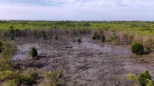 Aerial wetland drone view of dead mangrove forest