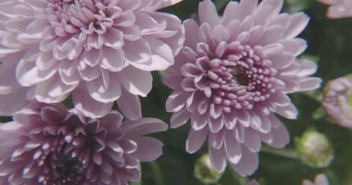 Gorgeous pale pink flower head close up and slow motion, panning up.
