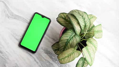 Smart Phone with Green Screen and a Plant on Tiles Background