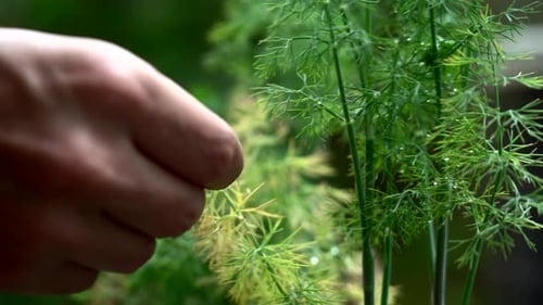 Farmer is picking up fresh dill from his garden (close up shot)