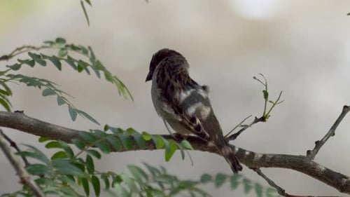 Pretty Sparrow sitting on branch of tree in nature. Bird itches in wilderness. Slow motion close up.