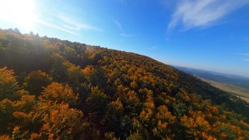 Aerial View Above Wonderful Multicolored Autumn Fall Landscape Forest Tree Treetops Spectacular