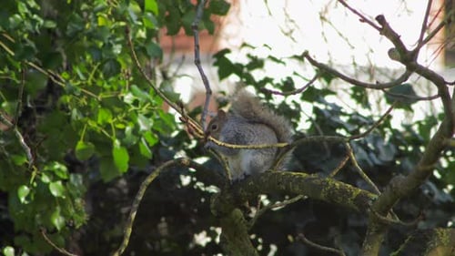 Squirrel sitting on tree branch eating nut then jumps off tree. Day time UK North London Borehamwood