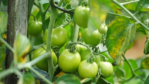 Tomatengemüse