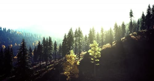 Sunlight Filters Through Vibrant Pine Trees in a Serene Forest Landscape