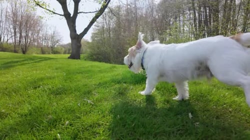 Close Up View of Dog Jack Russell Terrier Runs Field Green in Spring Slow Motion