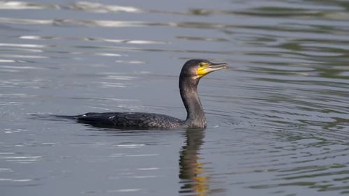 Ein Kormoran, der in einem See herumschwimmt, bevor er zum Angeln taucht.