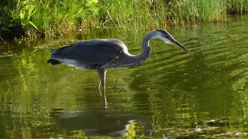 A blue heron at sunset is fishing for dinner. This was shot on a local golf course pond where fish a