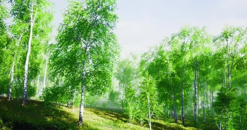 Lush Green Foliage Envelops a Tranquil Forest on a Bright Sunny Day