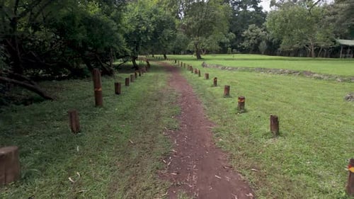 A Serene Walkway in a Lush Green Park in a forest