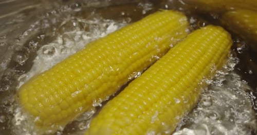 Corn on the Cob Boiling in Water