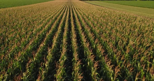 Aerial shot of corn maize green field at agricultural farm.