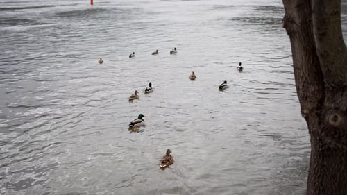 Ducks swimming in a rippling river