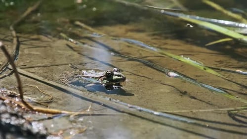 Portrait of Frog Sits on the Shore By the Swamp Close Up