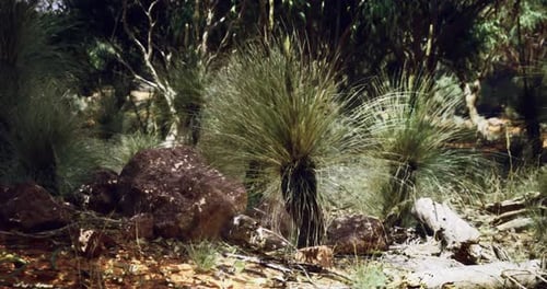 Australias Nature Features Lush Plants and Rocky Terrain Vibrantly