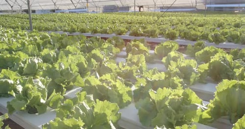 Hydroponic farm with rows of green lettuce growing in greenhouse, copy space