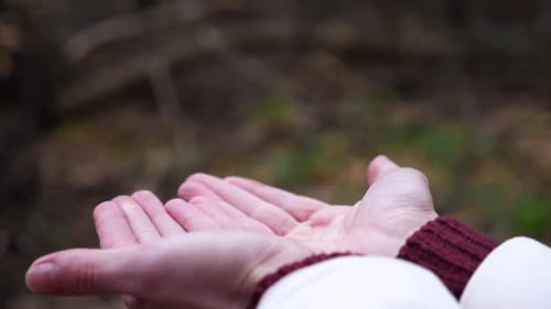 Bird Feeds From Hands in Forest