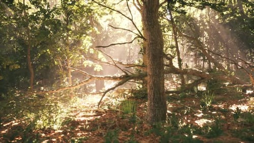 Sunlight Filtering Through Trees in a Serene Forest During a Peaceful Afternoon