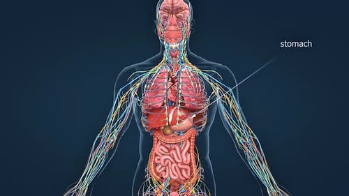 Posición del estómago humano en el cuerpo