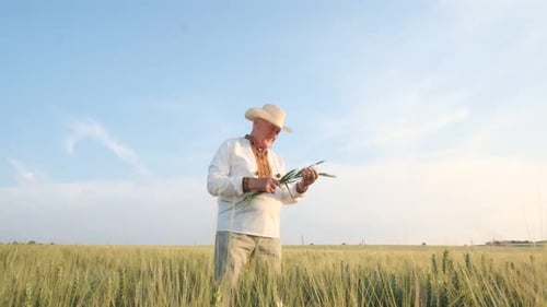 Senior Man Inspecting Wheat in a Rural Field