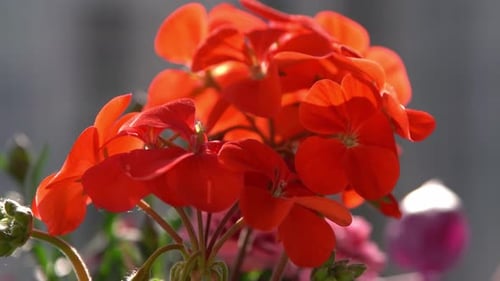 Rote Blume, Pelargonie, Schwanken im Windgarten-Hintergrund, Blumen in einem Topf auf dem Balkon blühen