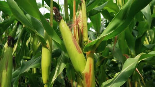 Green Corn Field Corn Leaves Close Up