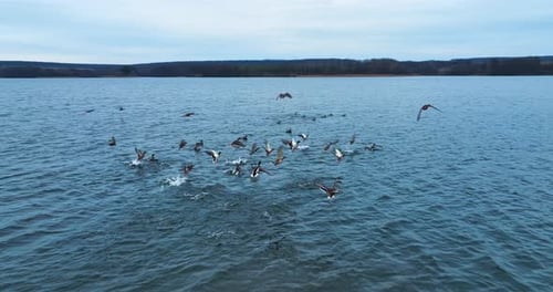 Wild flocks of ducks dwelling on the big river.