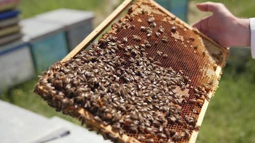 Honeybees Crawling on Honeycomb Frame on Bright Day