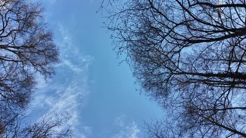 Forest Sky View