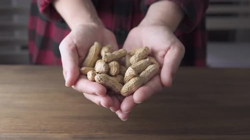 Close Up of Hands Holding Fresh Peanuts