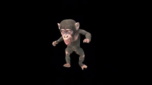 Un chimpanzé blessé marche