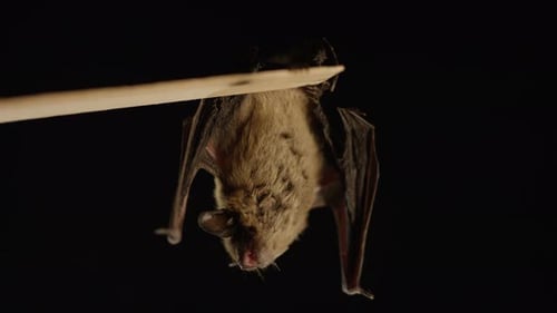 Tierdokumentarfilm: Tolle große braune Fledermaus, die kopfüber hängt, Zeitlupe