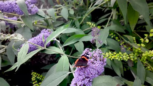 Borboleta em flores roxas de Buddleia no jardim — closeup de insetos, cena colorida da natureza