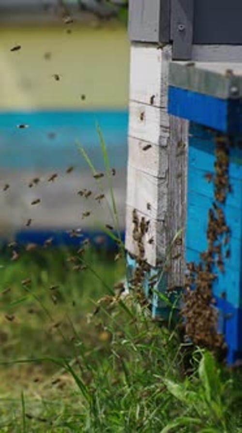 Busy Beehive with Swarming Bees in Field