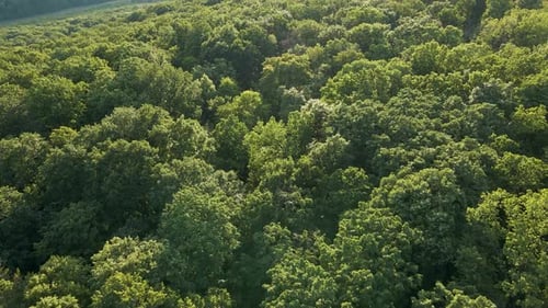 Luftaufnahme von oben Wald, Baum, Regenwald, Ökosystem und gesunde Umwelt