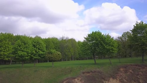 Green Trees in Summer on a Grass Covered Hill
