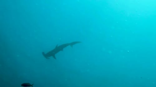 Hammerhead Shark Glides Through the Ocean Depths