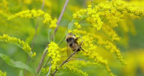 Shaggy Bumblebee pollinating and collects nectar from the yellow flower of the plant