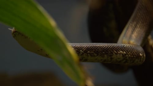 Imagen épica de rastreo de una pitón de ojos blancos (Liasis mackloti savuensis).