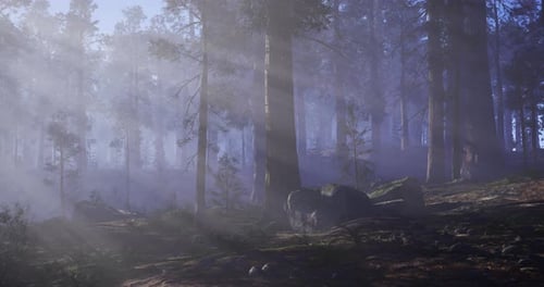 Sunlight Filtering Through Trees in a Foggy Forest During Early Morning