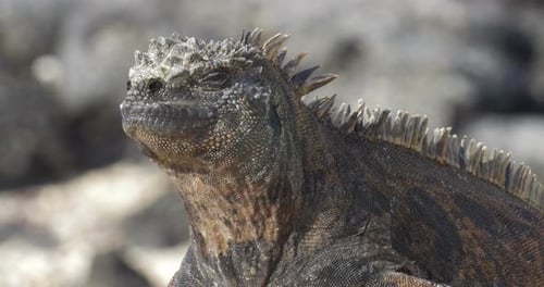 Marine Iguana Galapagos