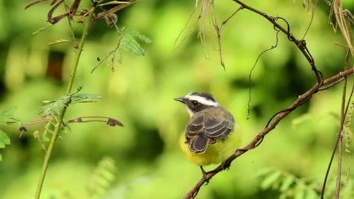 Perched Rusty-marginged Flycatcher bird in tropical exotic rainforest jungle scene