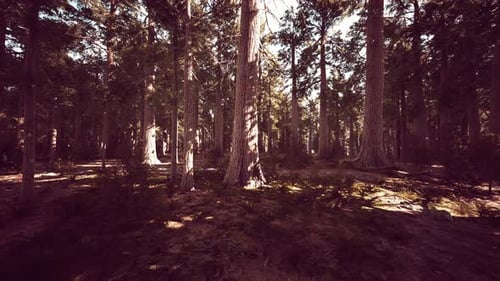 Scale of the Giant Sequoias of Sequoia National Park