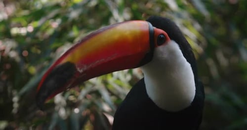 Authentische Nahaufnahme des exotischen farbenfrohen Tukanvogels in seinem natürlichen Lebensraum.