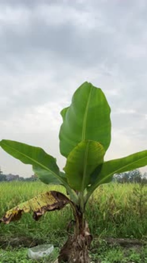 Dwarf Cavendish Banana Tree in Tropical Garden – Vertical Handheld Video