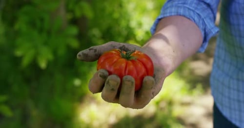 The farmer is holding a biological product of tomato, hands and tomato soiled with soil. Concept: