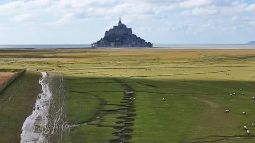Aerial shot of sheep near Mont-Saint-Michel island in France