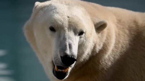 Wild Polar Bear Explores Water at Dawn in National Park Showcasing Incredible Arctic Beauty